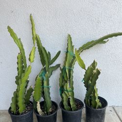 Rooted Dragonfruit Plants