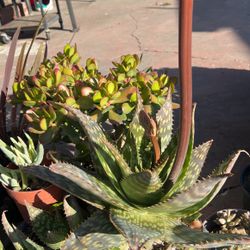 Aloe 