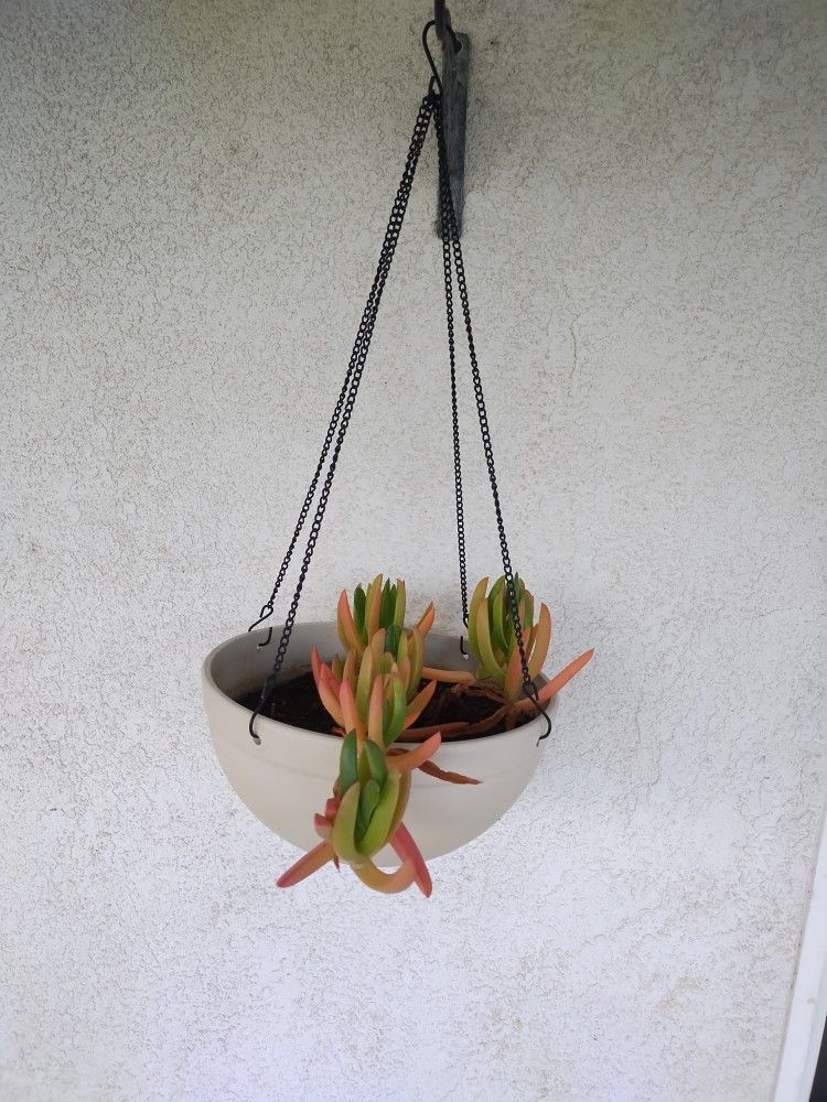 Succulent & Hanging Planter 