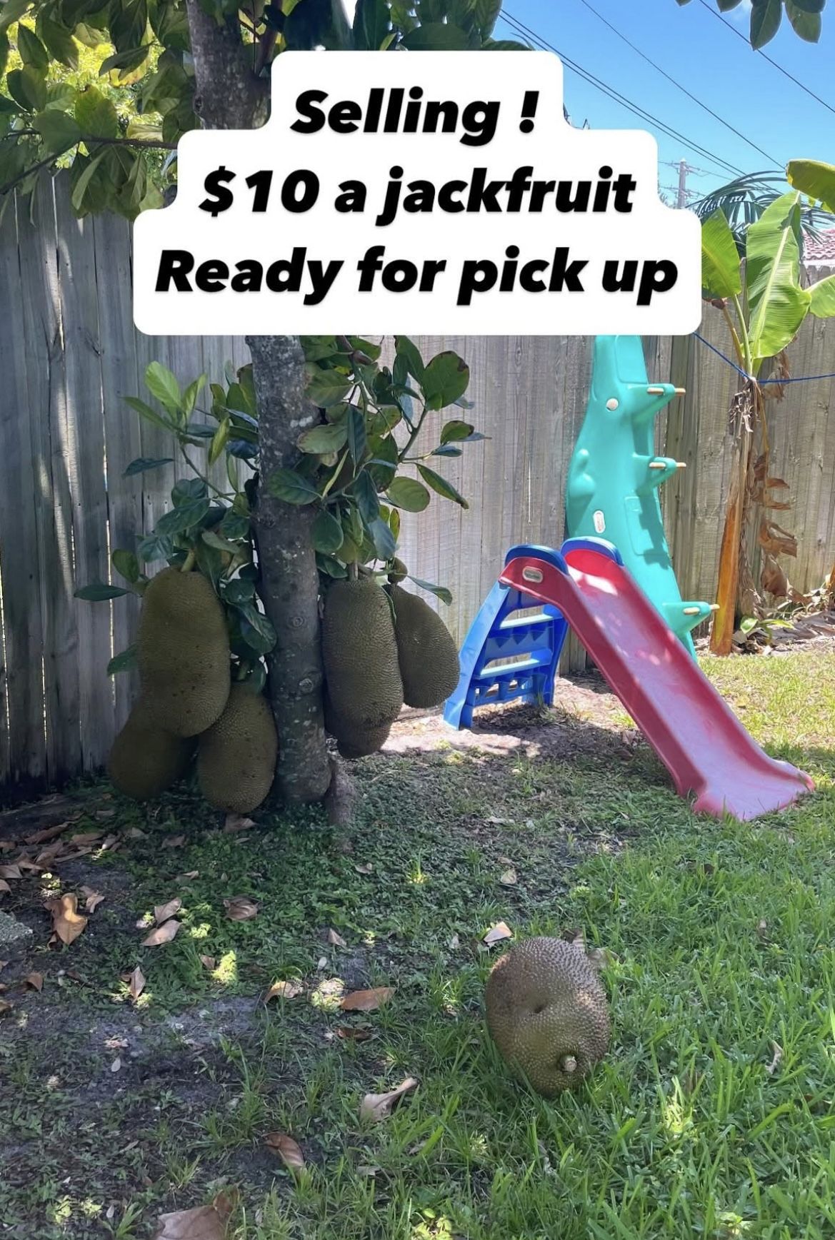 Jackfruit