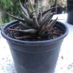 Haworthia Succulent Plant