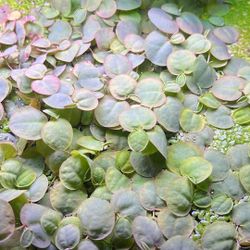 Floating plants for aquariums. plantas flotantes para acuarios 