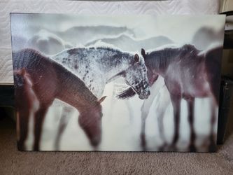 Horse Picture