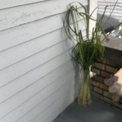 Artificial plant very nice Indoor or outdoor
