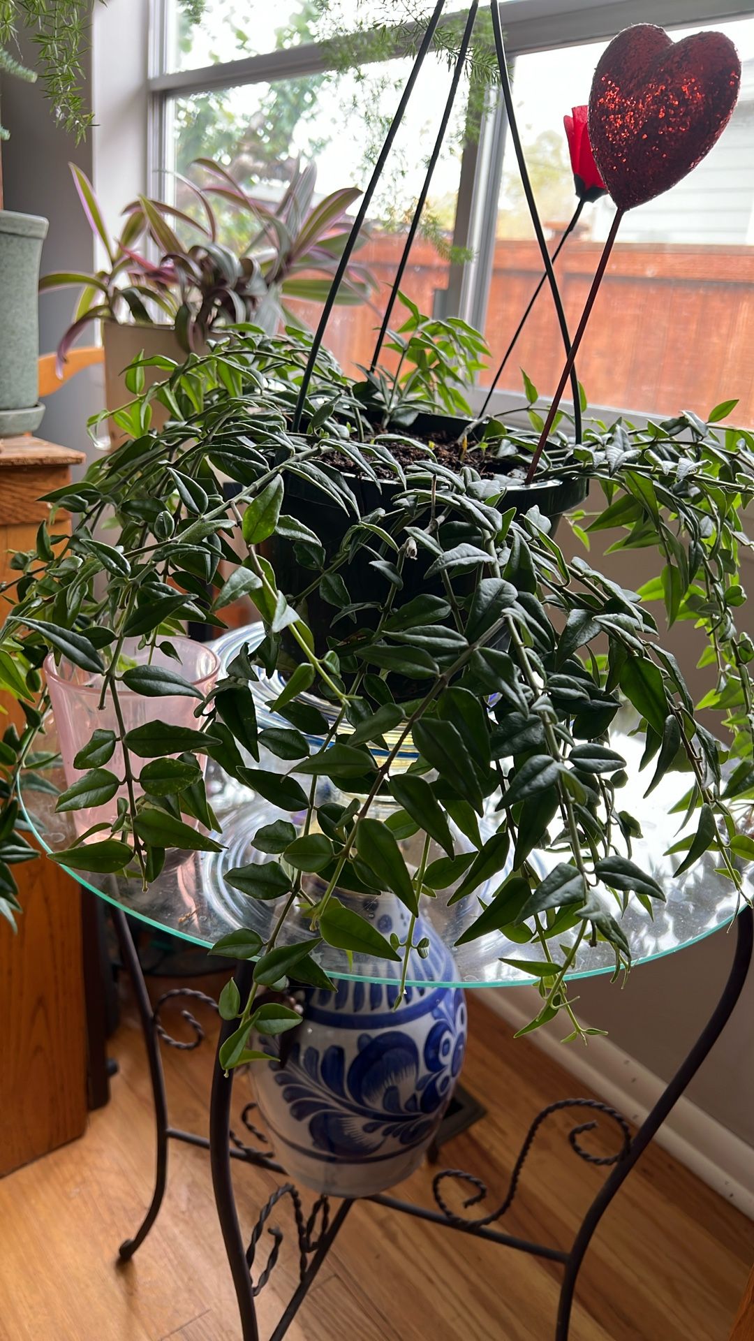 Mini Hoya live potted Plant Beautiful Flowers Pink Blooming