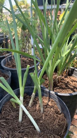 Onions Plant Hành Lá 5$
