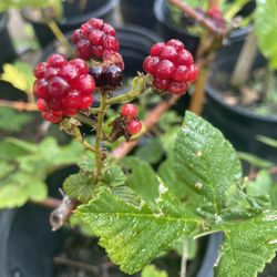 Blackberry Plants- Raspberry Plants- Blueberry Plants- Strawberry Plants- Grape Vines- Marionberry Plants- Currant Berry Plants 