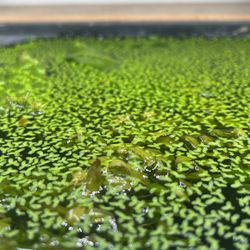 Duckweed 🍀 🌱 💦
