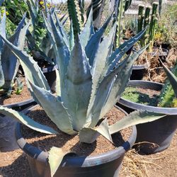 Agave Blue Americana