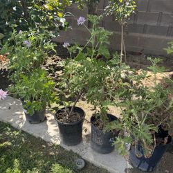 Citronella Plants $8