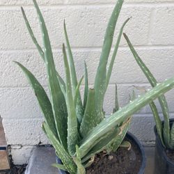 Aloe Vera Plants