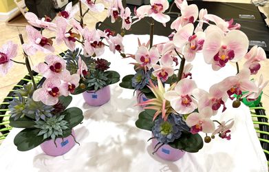 20” Pink & White Orchids in 5” pot