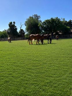 Horse Boarding - Laveen