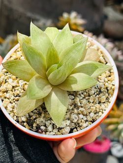 Haworthia Succulent in orange ceramic Pot