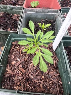 Marigold Seedlings