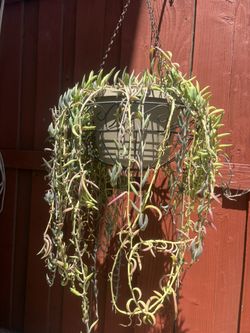 Large Succulents