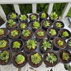 Hens & Chicks Succulent Plants 