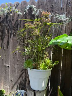 Garden plant