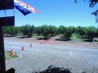 ORGANIC Fresh Fruit U-Pick/Picked Donut + Yellow Peaches Blackberries Nectarines + More  OPEN TODAY