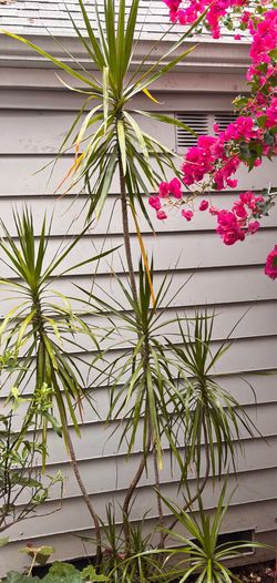 Dracaena tree 8 ft