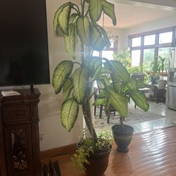 House Plant