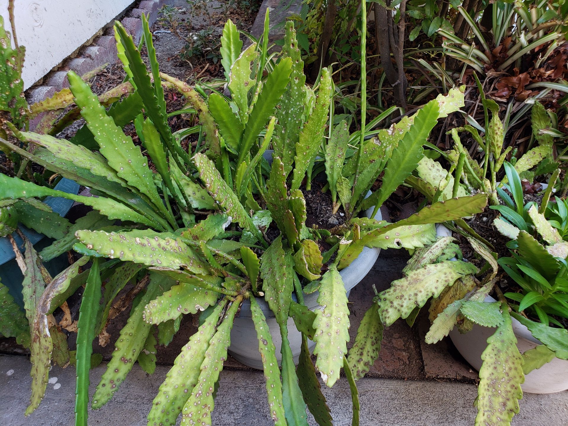 Cactus orchid Epiphyllums succulents pants pink flowers