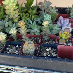 Succulents 