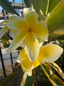 Plumeria Amarilla