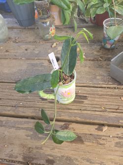 Hoya villosa