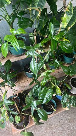 Philodendron Florida Beauty Varigated