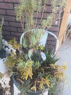 Planta