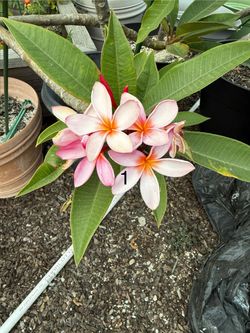 Potted Plumeria Plants 🌺 $15–$75 (price varies by size)