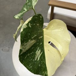Highly Variegated Monstera Thai Constellation 
