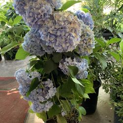Hydrangeas 25$ Each