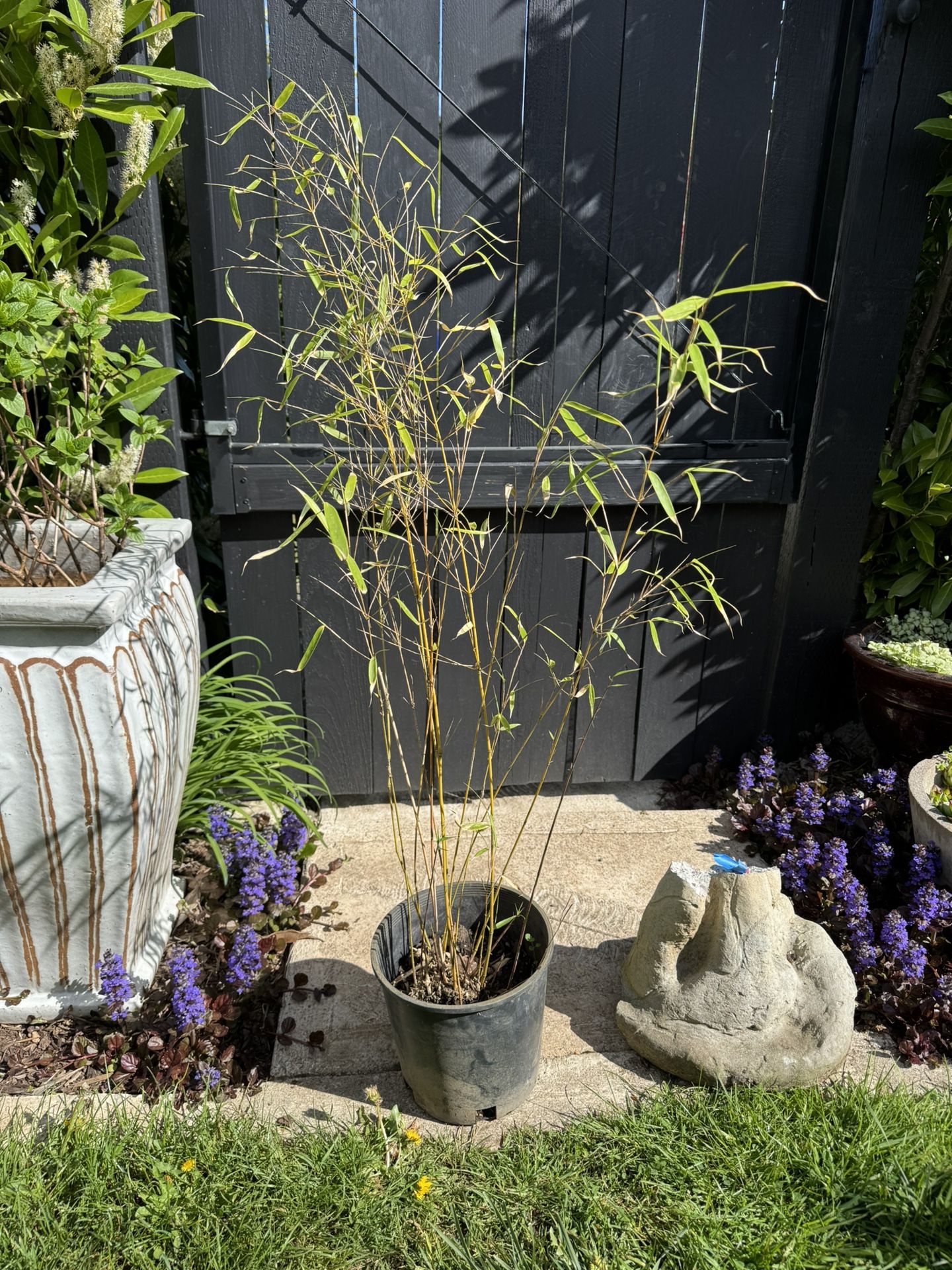 Clumping Bamboo Plant