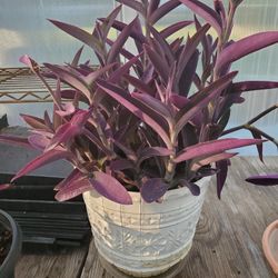 Setcreasea Plant
