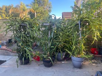 🐉 MATURE DRAGON FRUIT PLANTS + CUTTINGS — MUST GO THIS WEEK! 🐉