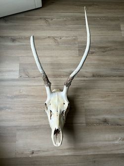 Deer Skull Spike Euro Mount Taxidermy - Cleaned