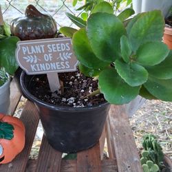 Plant Blooms Red Flower 