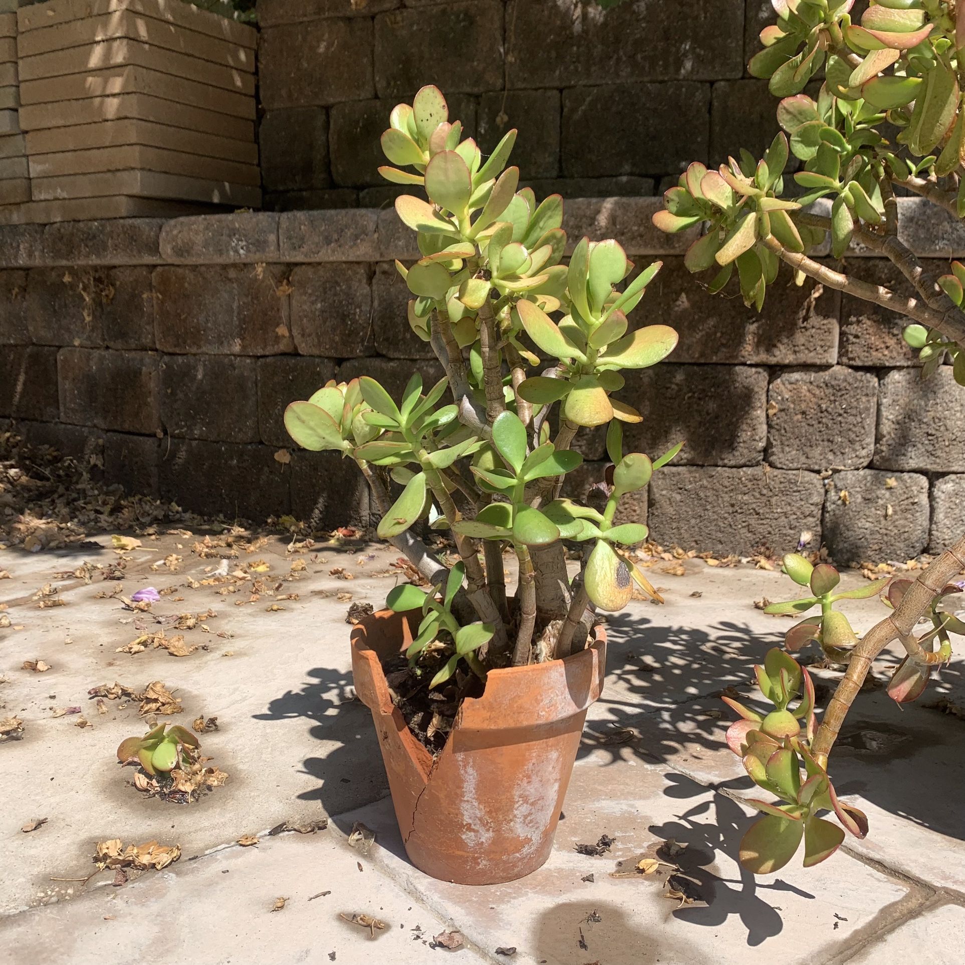 Jade Plant