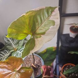 4" Syngonium Strawberry Ice Galaxy 