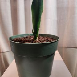 Young SNAKE PLANT 