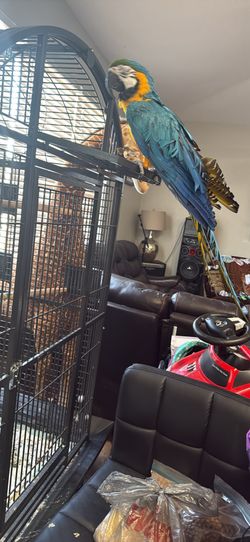 Cage