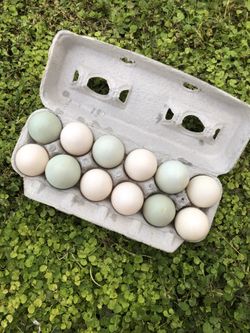Large fresh Duck eggs