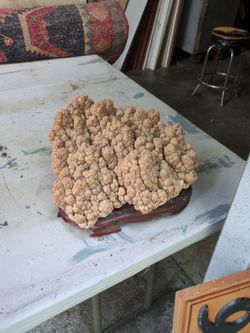 Free big thing of coral
