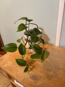 Pothos Trailing Houseplant in White Pot
