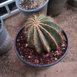 Ball Cactus