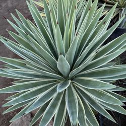 FREE AGAVE PLANTS