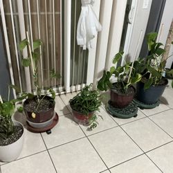Assorted Plants 