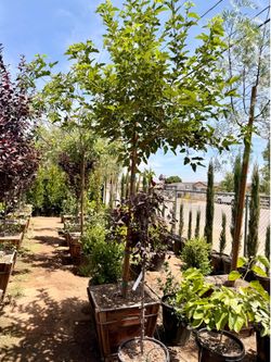 Shade trees mulberry 24 gal